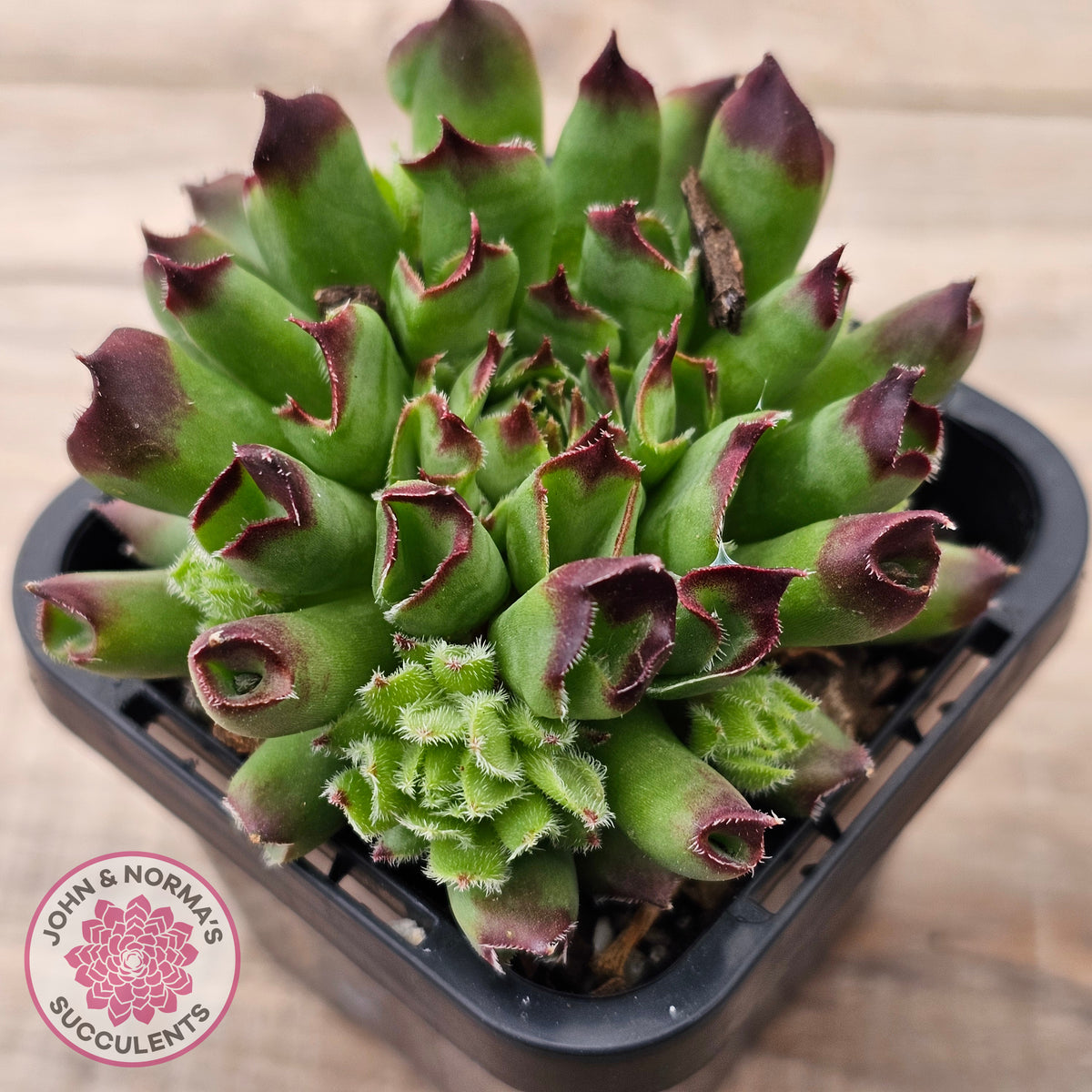 Sempervivum Oddity