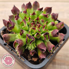 Sempervivum Oddity