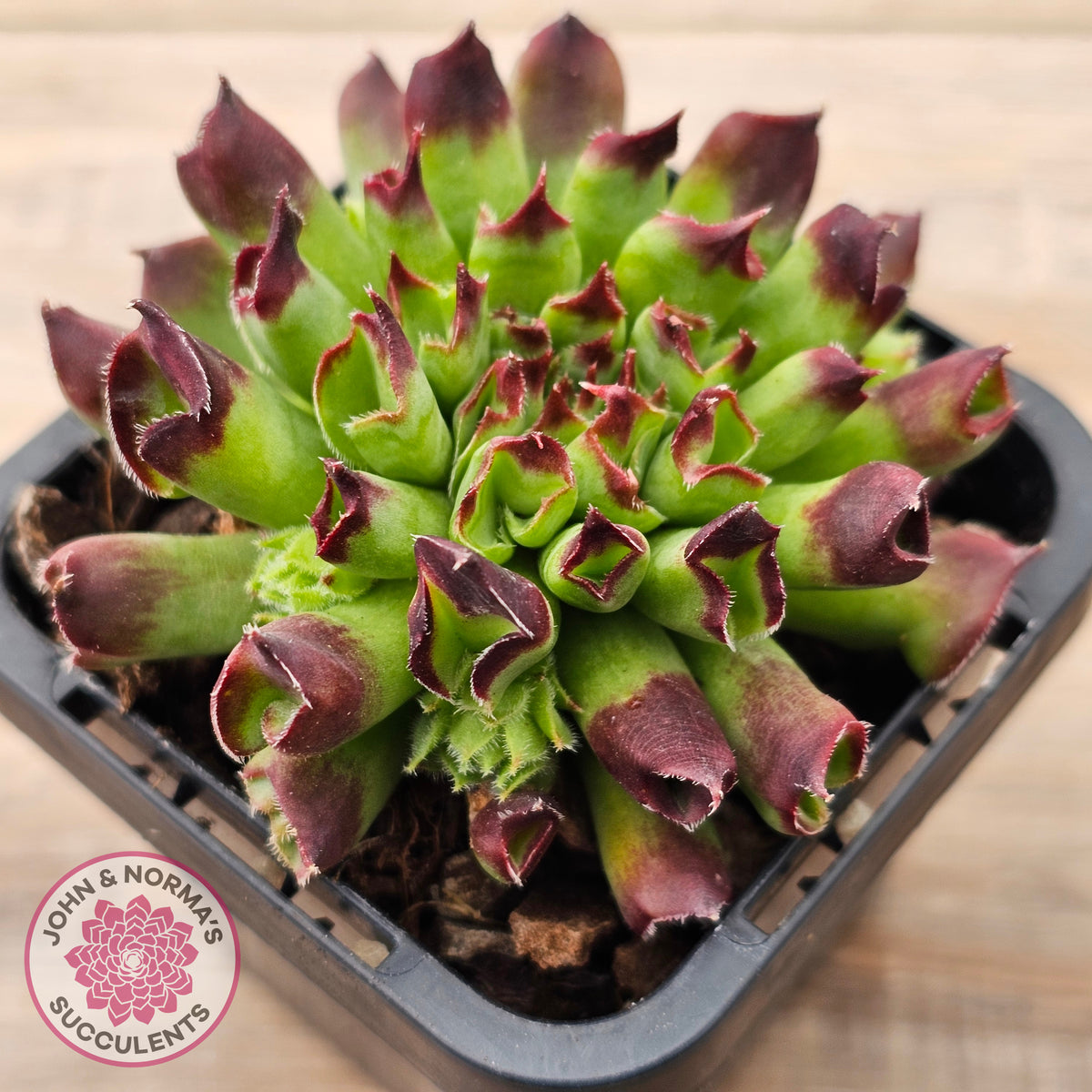 Sempervivum Oddity