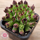 Sempervivum Oddity
