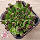 Sempervivum Oddity
