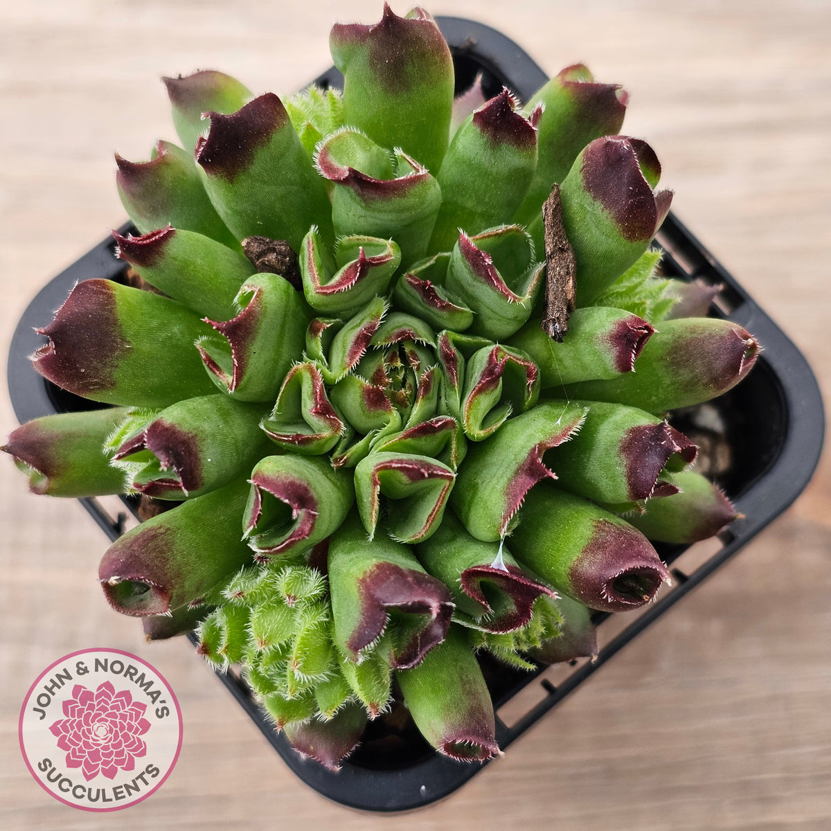 Sempervivum Oddity
