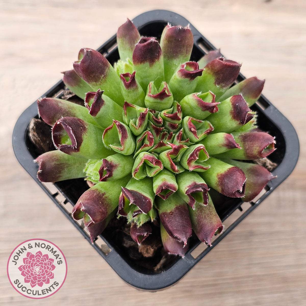Sempervivum Oddity