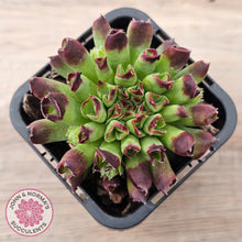 Load image into Gallery viewer, Sempervivum Oddity
