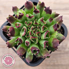Sempervivum Oddity