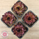 Sempervivum 'Onyx'