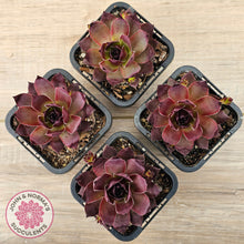Load image into Gallery viewer, Sempervivum &#39;Onyx&#39;
