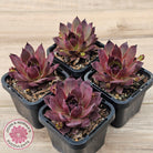 Sempervivum 'Onyx'