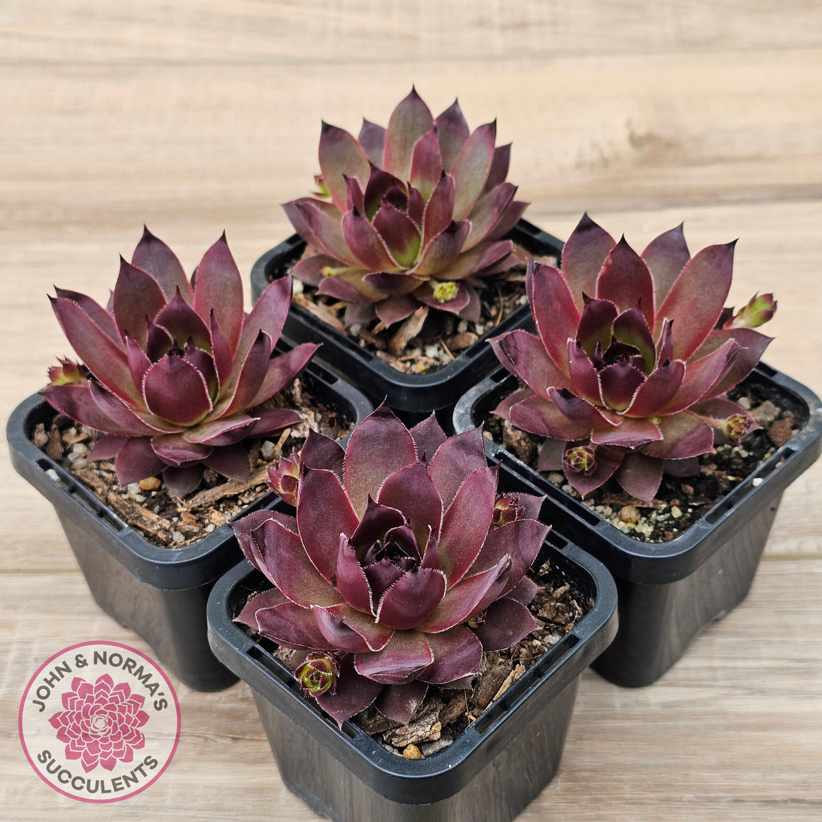 Sempervivum 'Onyx'