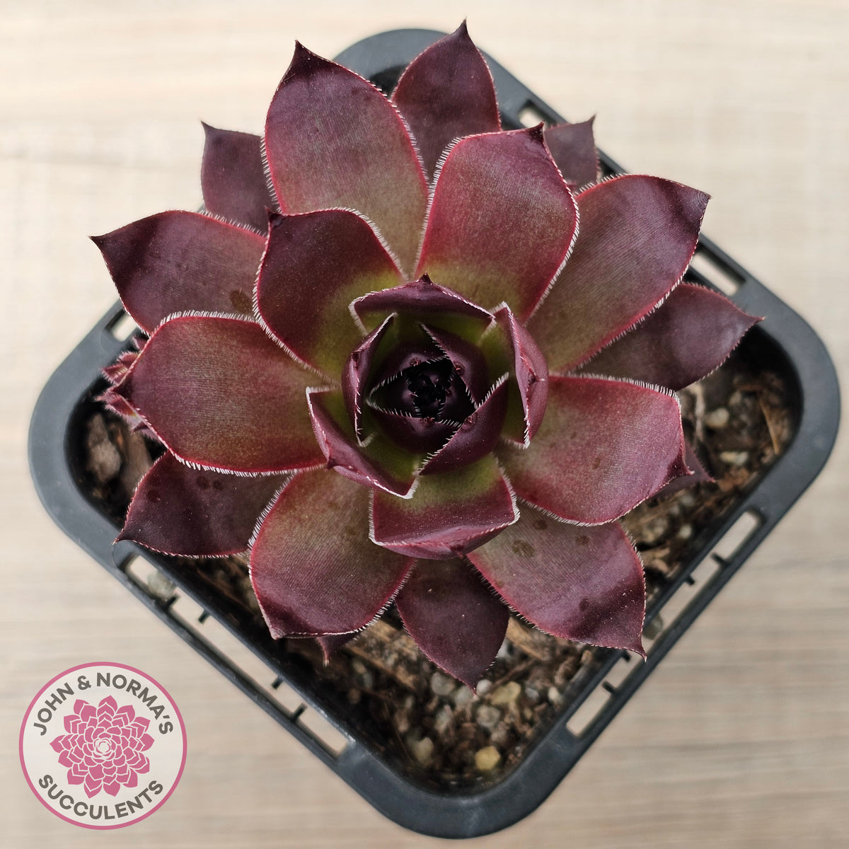 Sempervivum 'Onyx'