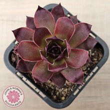 Load image into Gallery viewer, Sempervivum &#39;Onyx&#39;
