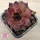 Sempervivum 'Onyx'