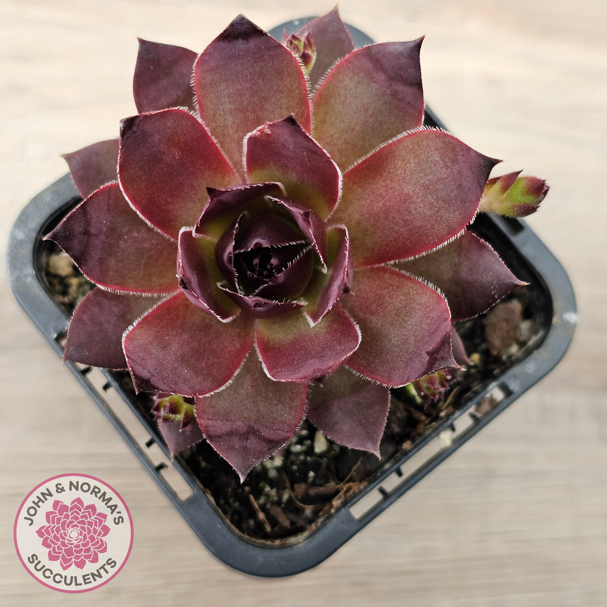Sempervivum 'Onyx'