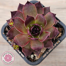 Load image into Gallery viewer, Sempervivum &#39;Onyx&#39;
