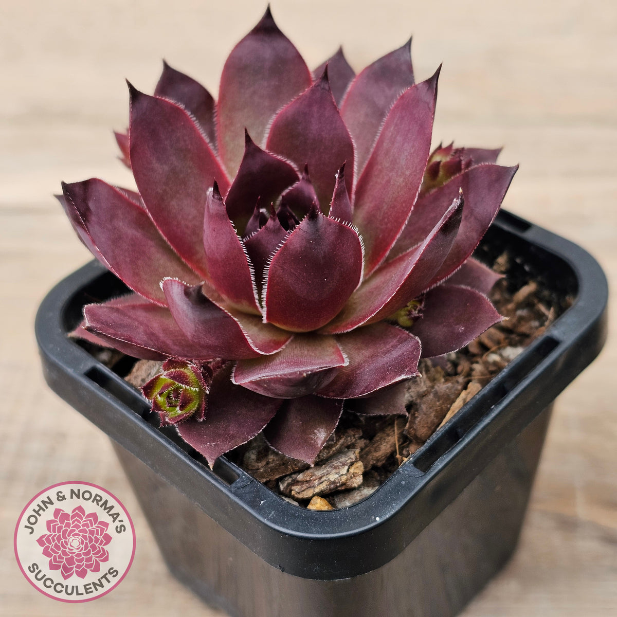 Sempervivum 'Onyx'