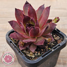 Sempervivum 'Onyx'