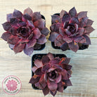 Sempervivum 'Onyx'