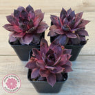 Sempervivum 'Onyx'