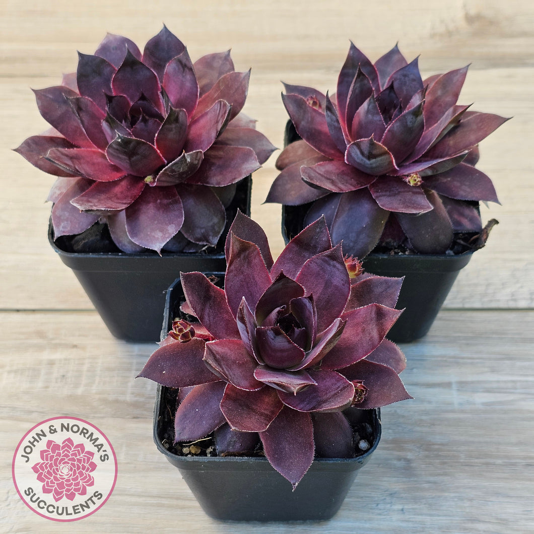 Sempervivum 'Onyx'