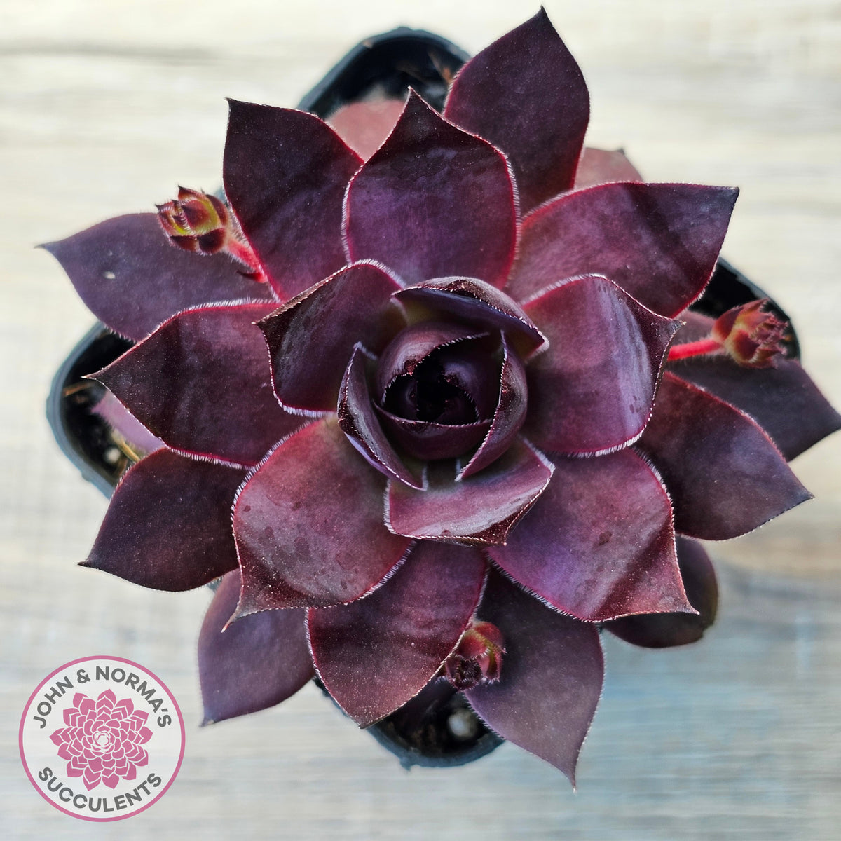 Sempervivum 'Onyx'
