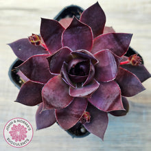 Load image into Gallery viewer, Sempervivum &#39;Onyx&#39;

