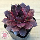 Sempervivum 'Onyx'