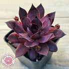 Sempervivum 'Onyx'