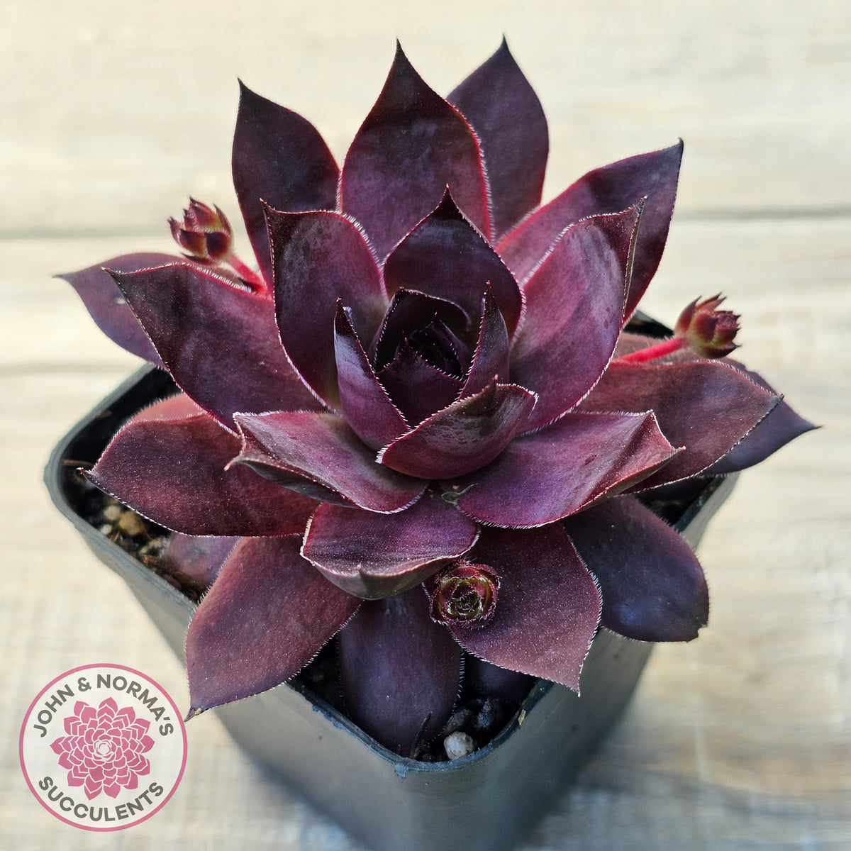 Sempervivum 'Onyx'