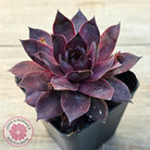 Sempervivum 'Onyx'