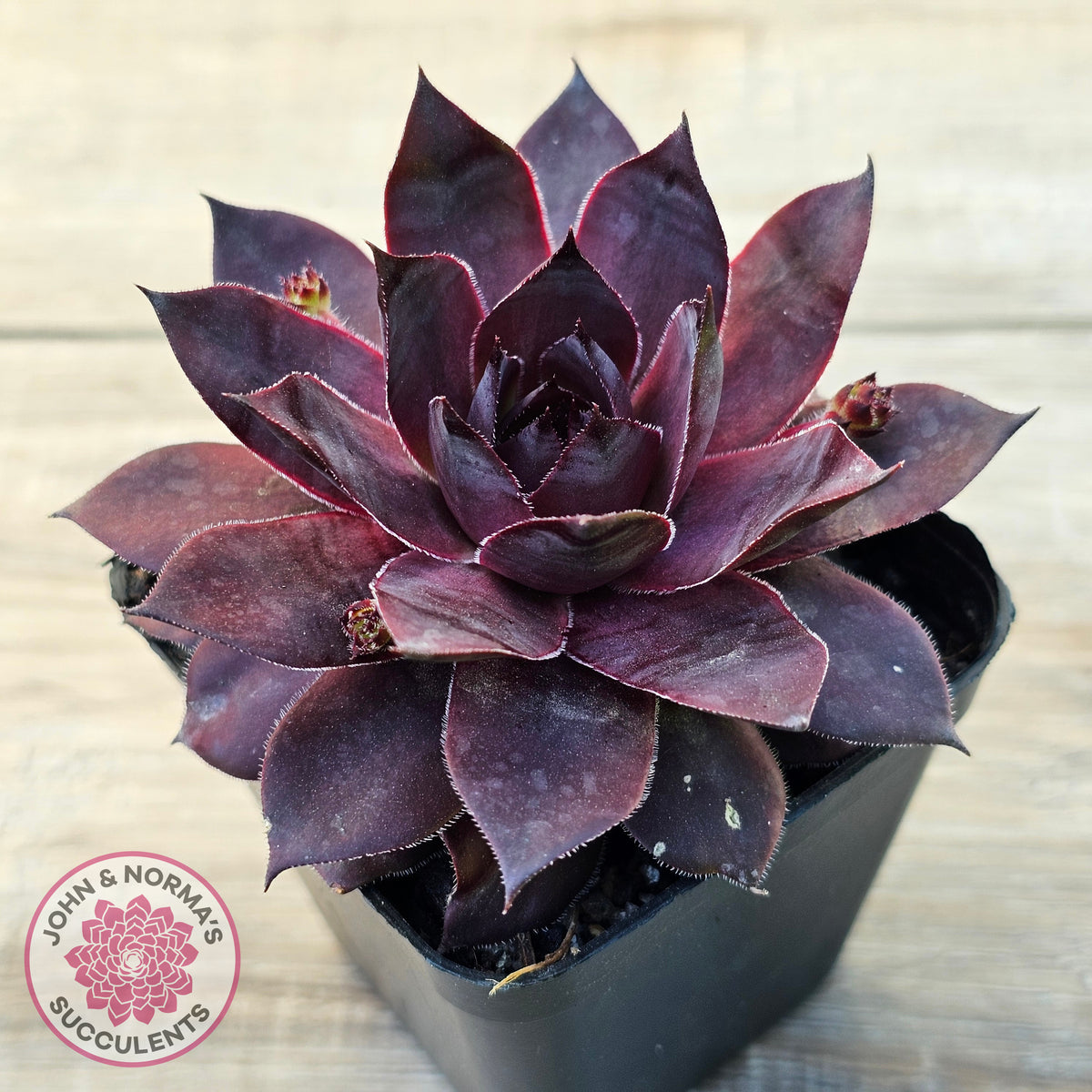 Sempervivum 'Onyx'