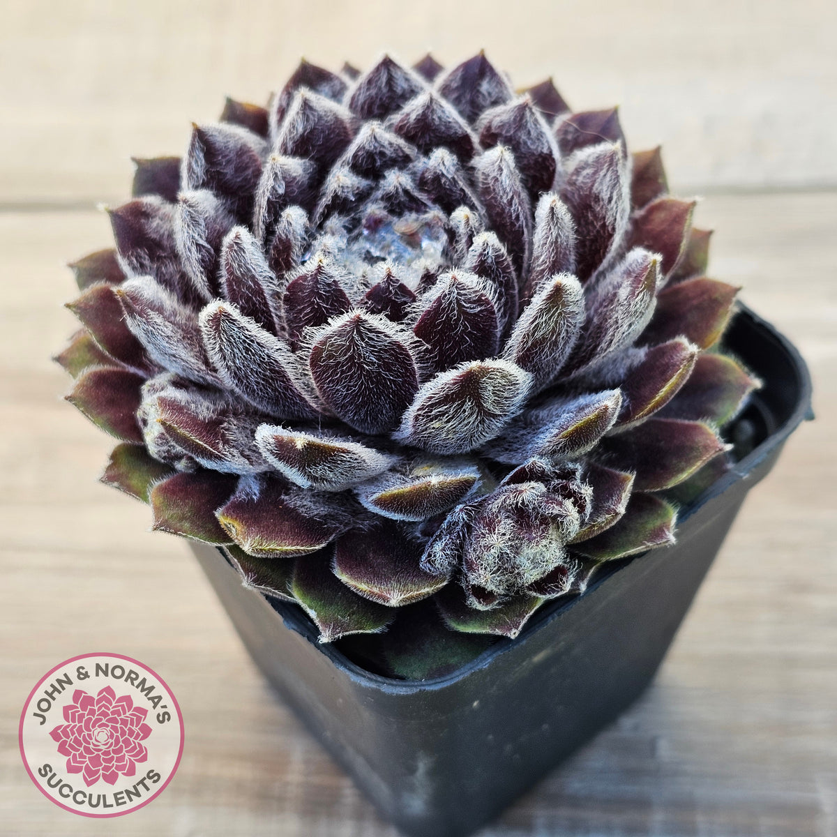 Sempervivum 'Pacific Feather Power'
