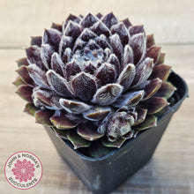 Load image into Gallery viewer, Sempervivum &#39;Pacific Feather Power&#39;
