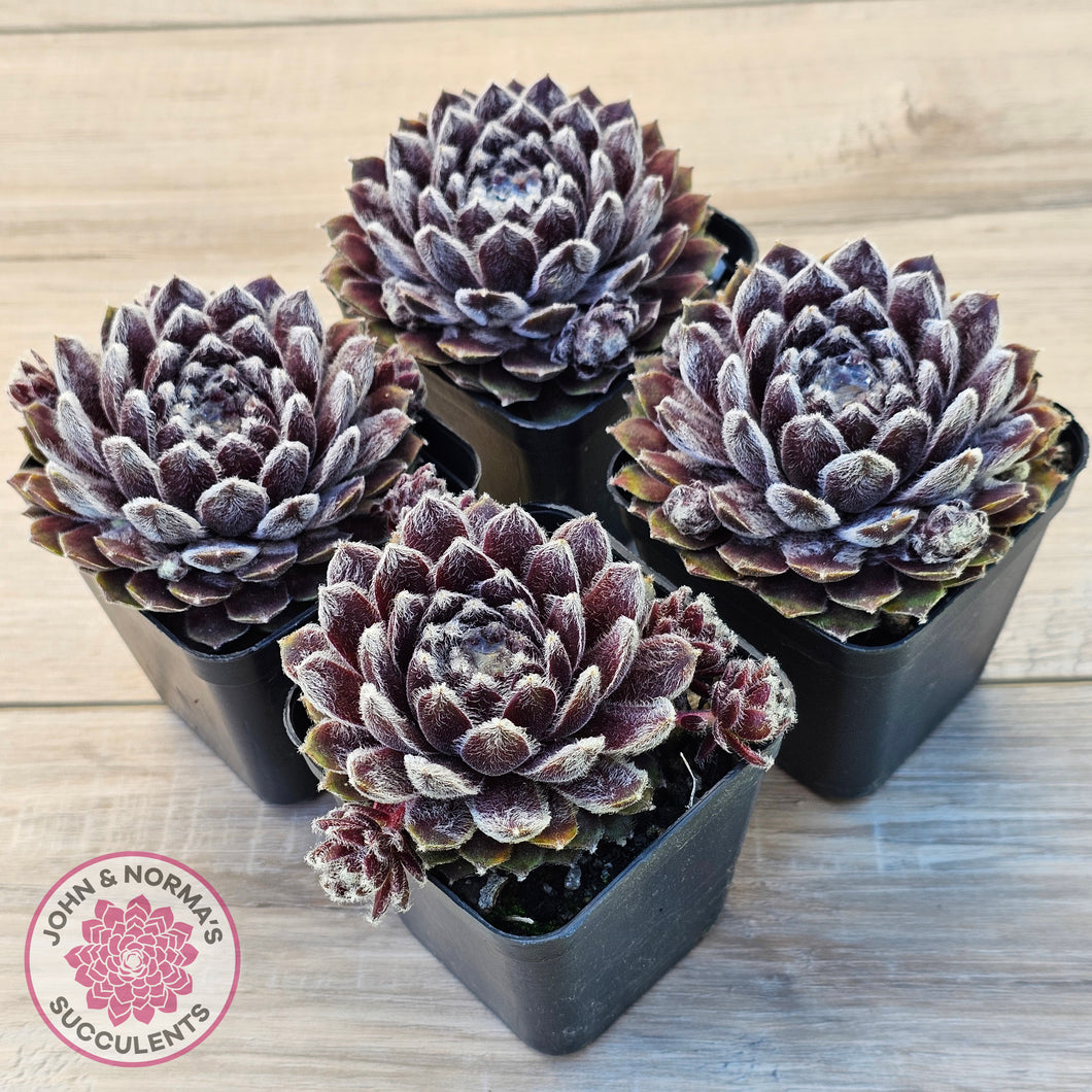feathery succulent Buy Sempervivum 'Pacific Feather Power' Australia