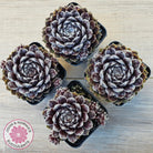 Sempervivum 'Pacific Feather Power'