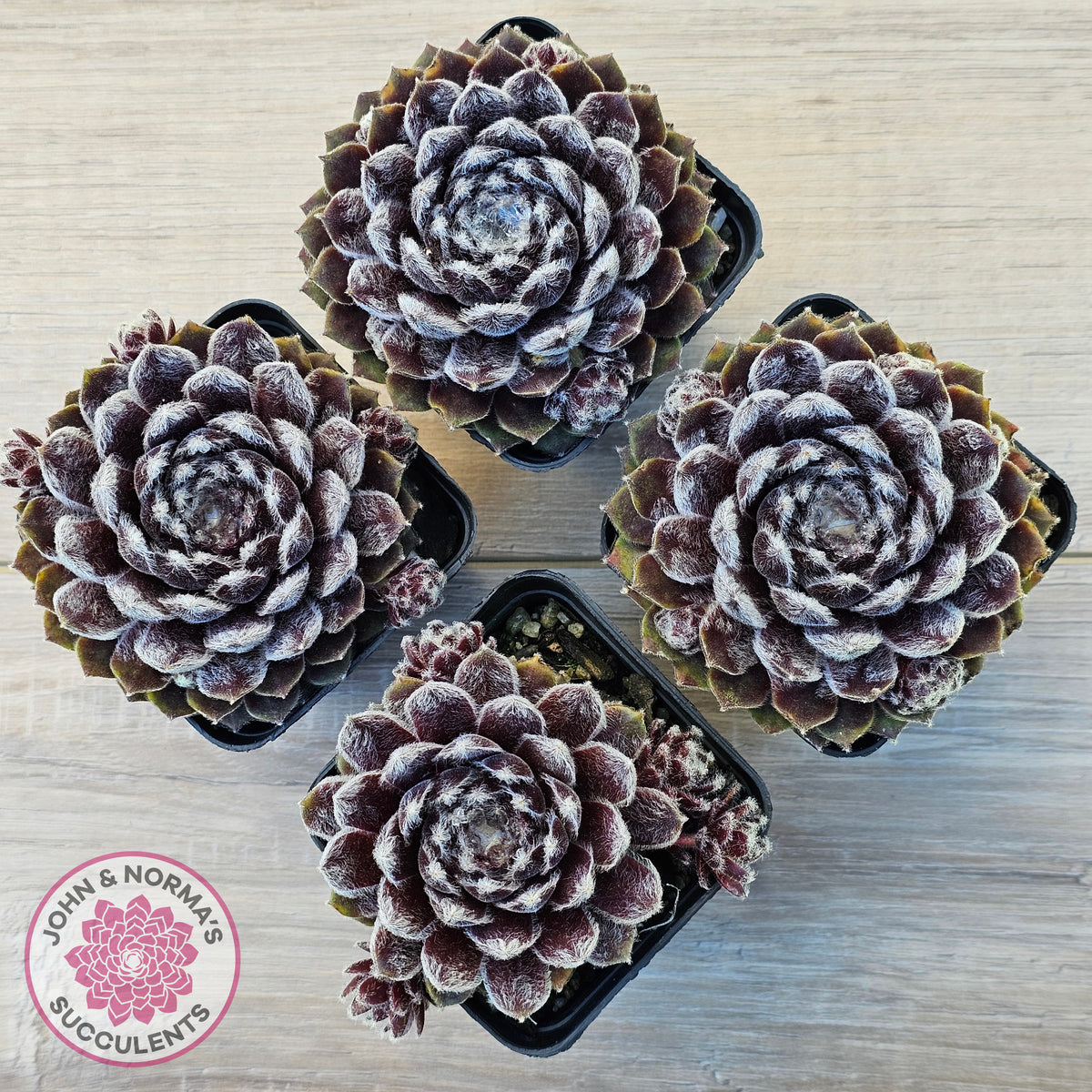 Sempervivum 'Pacific Feather Power'