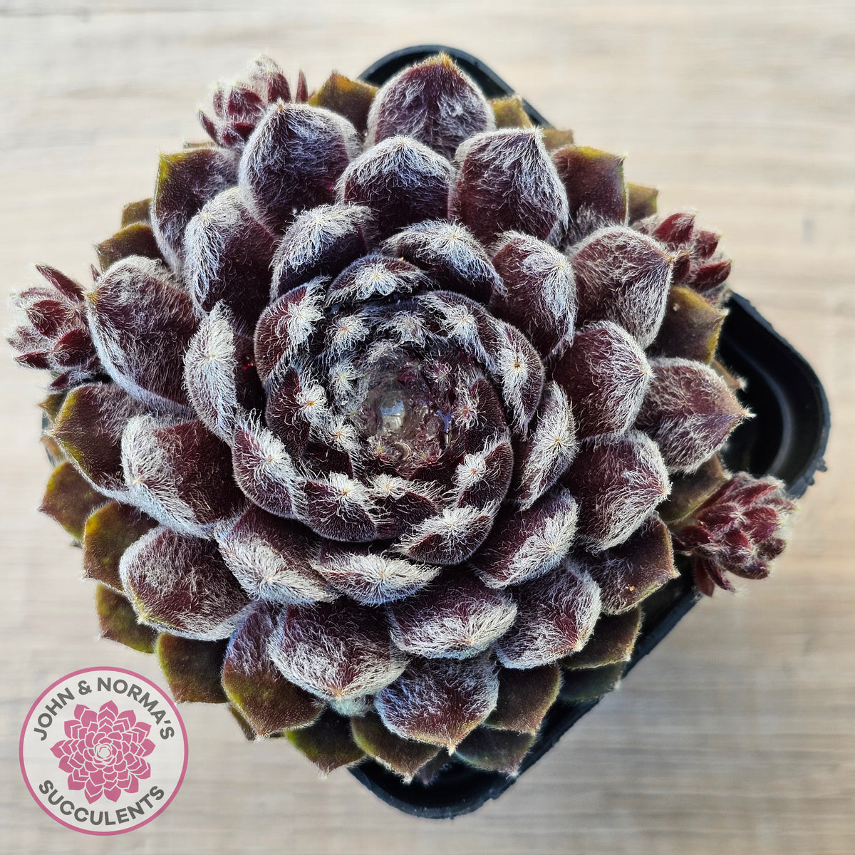 Sempervivum 'Pacific Feather Power'