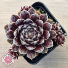 Sempervivum 'Pacific Feather Power'
