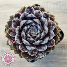 Sempervivum 'Pacific Feather Power'
