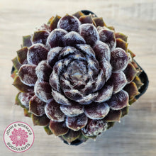 Load image into Gallery viewer, Sempervivum &#39;Pacific Feather Power&#39;

