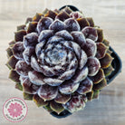 Sempervivum 'Pacific Feather Power'