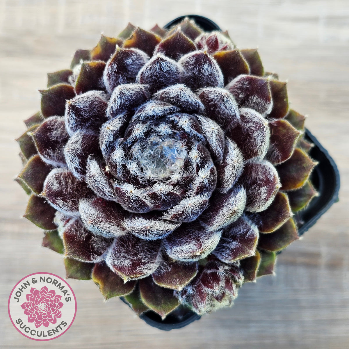 Sempervivum 'Pacific Feather Power'