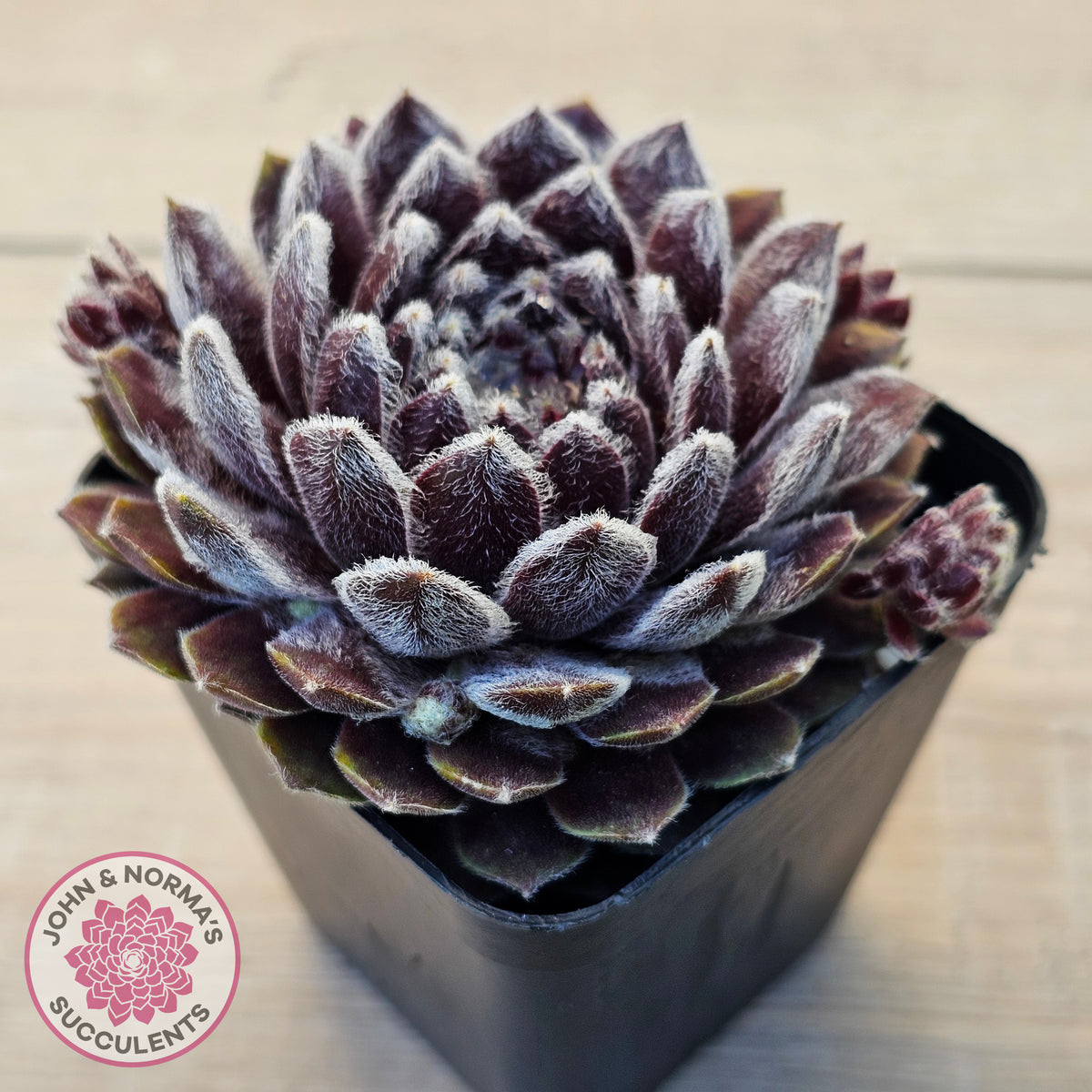 Sempervivum 'Pacific Feather Power'