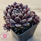 Sempervivum 'Pacific Feather Power'