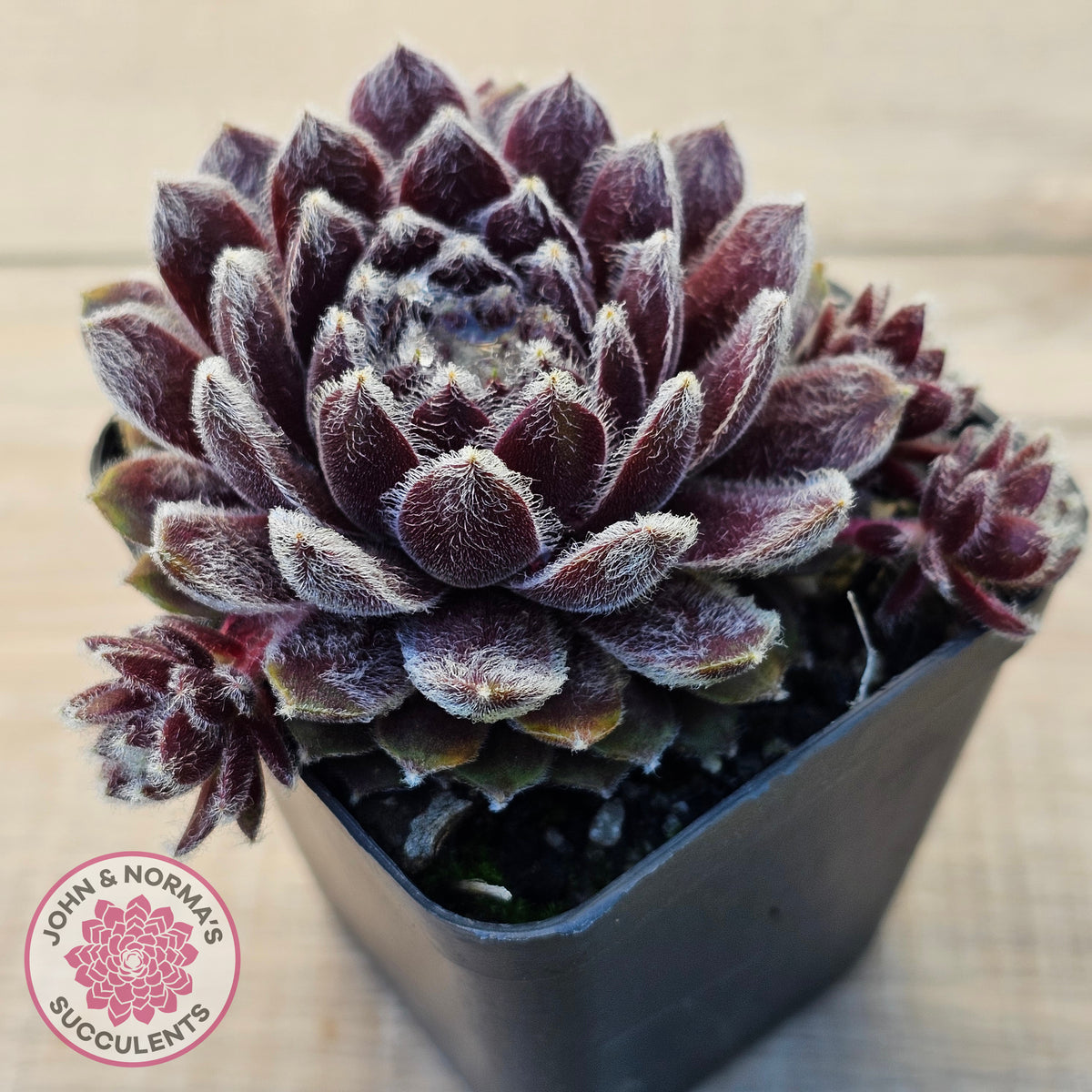 Sempervivum 'Pacific Feather Power'