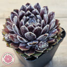 Sempervivum 'Pacific Feather Power'