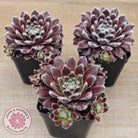 Sempervivum 'Pacific Feather Power'