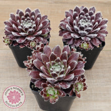 Load image into Gallery viewer, Sempervivum &#39;Pacific Feather Power&#39;
