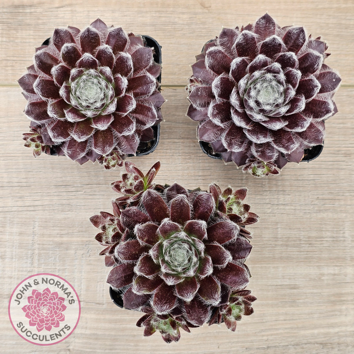 Sempervivum 'Pacific Feather Power'