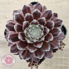 Sempervivum 'Pacific Feather Power'