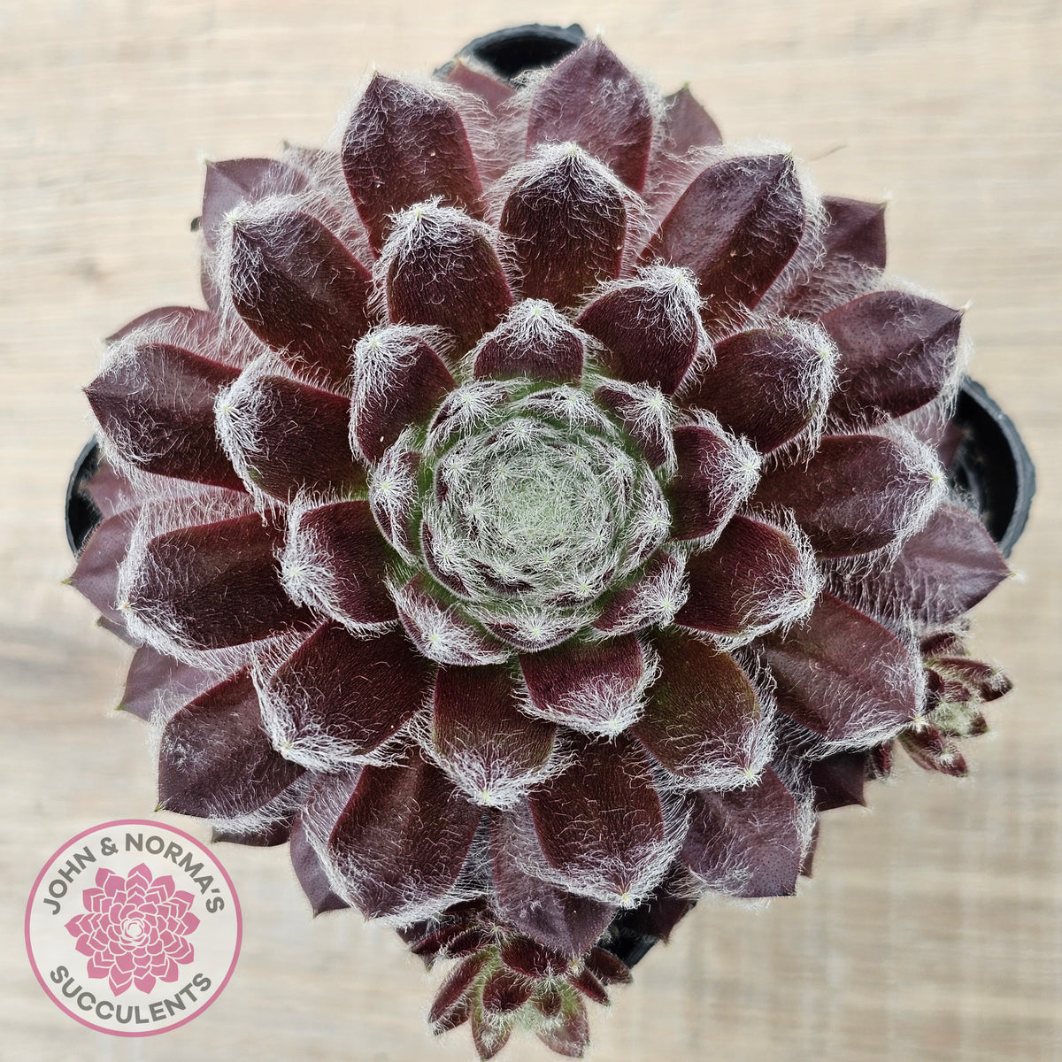 Sempervivum 'Pacific Feather Power'